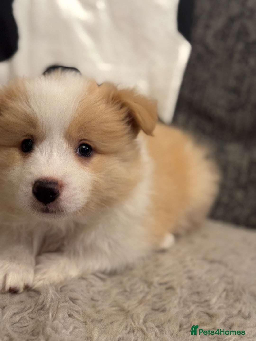 Border Collie dogs for sale: Pure Bred Border Collie Puppies For Sale - Advert 37