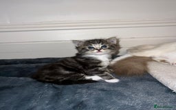 Ragdoll cats for sale: Ragdoll x Domestic Shorthair Cross Breed! - Image 3