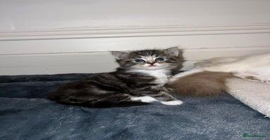 Ragdoll cats - Advert 10