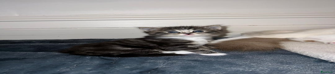 Ragdoll Kitten 2