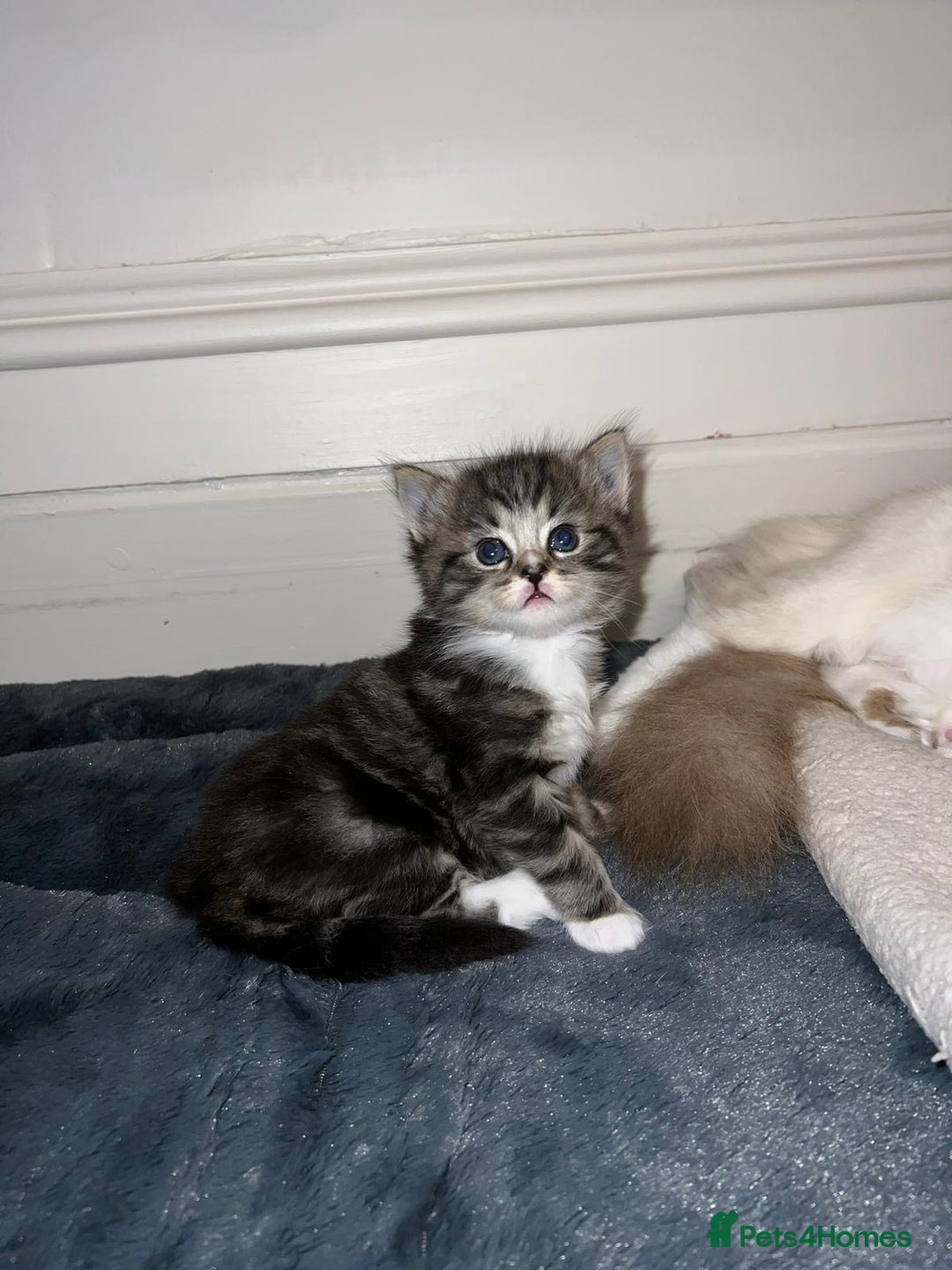 Ragdoll cats for sale: Ragdoll x Domestic Shorthair Cross Breed! - Image 3