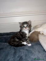 Ragdoll cats - Advert 7
