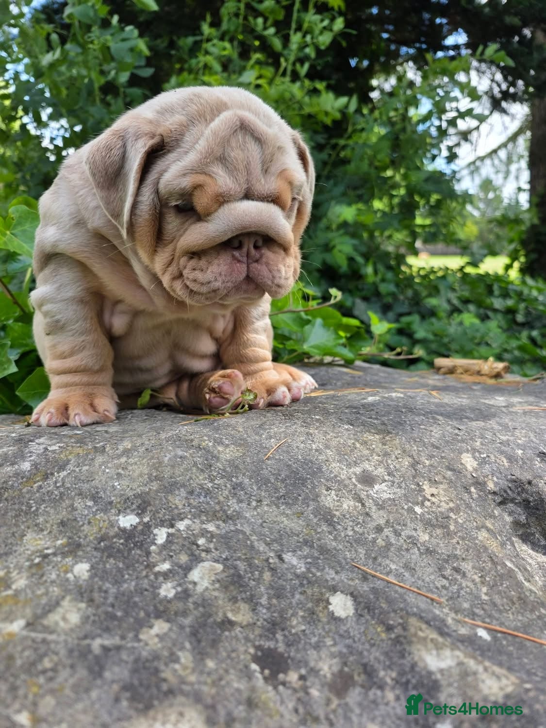 English Bulldog dogs Mr Muscles litter Quality English Bulldogs - Advert 2