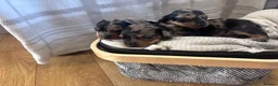 Miniature Dachshund dogs for sale: Miniature dachshunds  - Advert 5