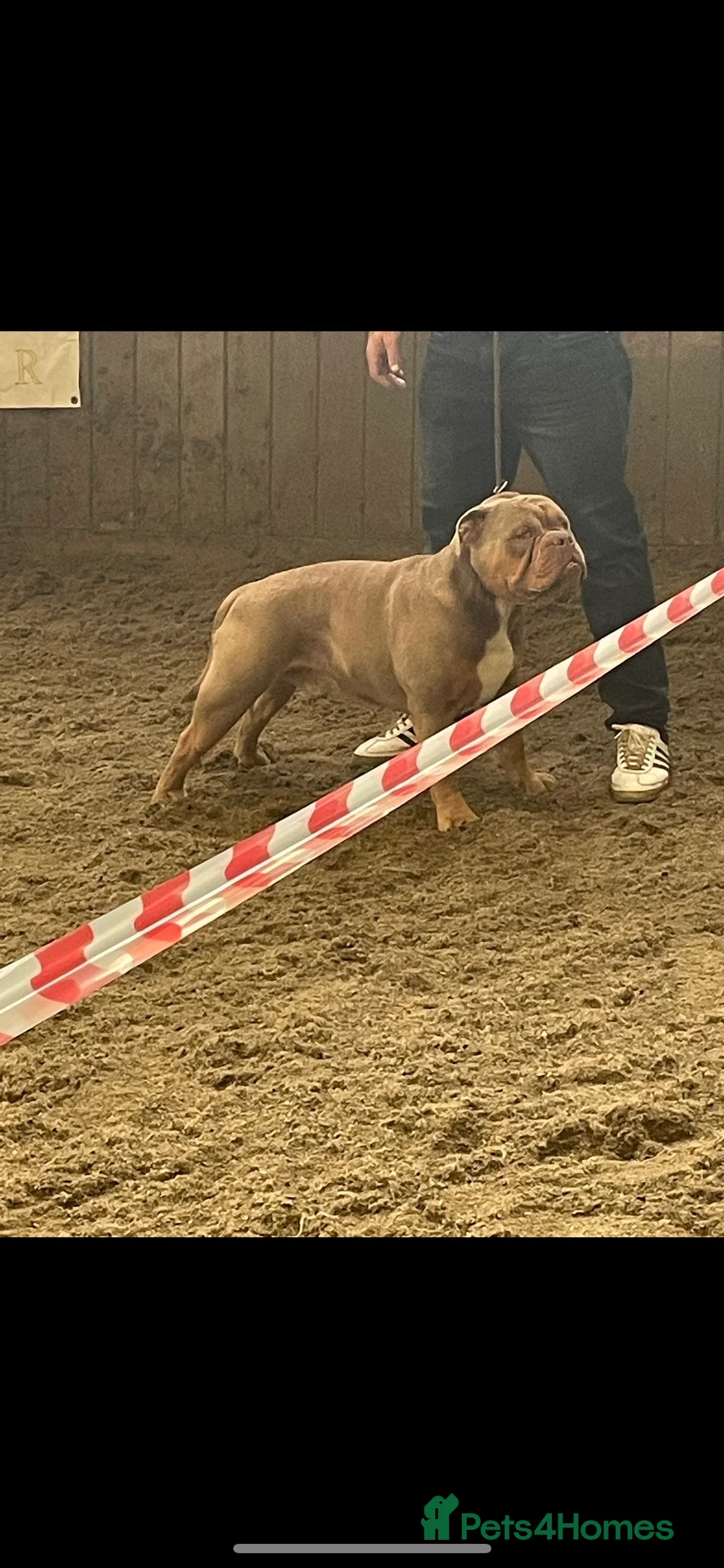Olde English Bulldogge dogs for stud: 💥olde English bulldog stud💥 - Advert 14