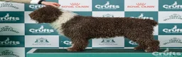 Spanish Water Dog dogs for sale: Spanish water dog  - Advert 15