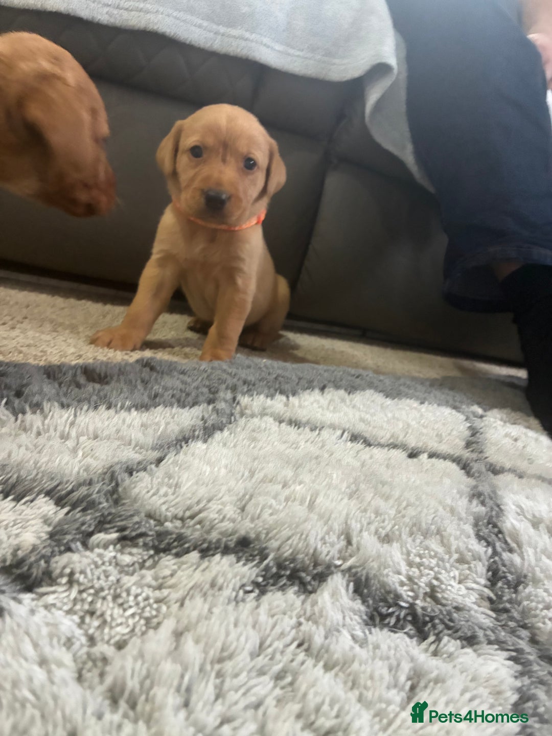 Labrador Retriever dogs for sale: 5 kc chunky fox red Labradors  - Advert 10
