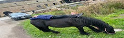 Fell horses for sale: Cob x Fell mare 10yrs old  - Advert 8