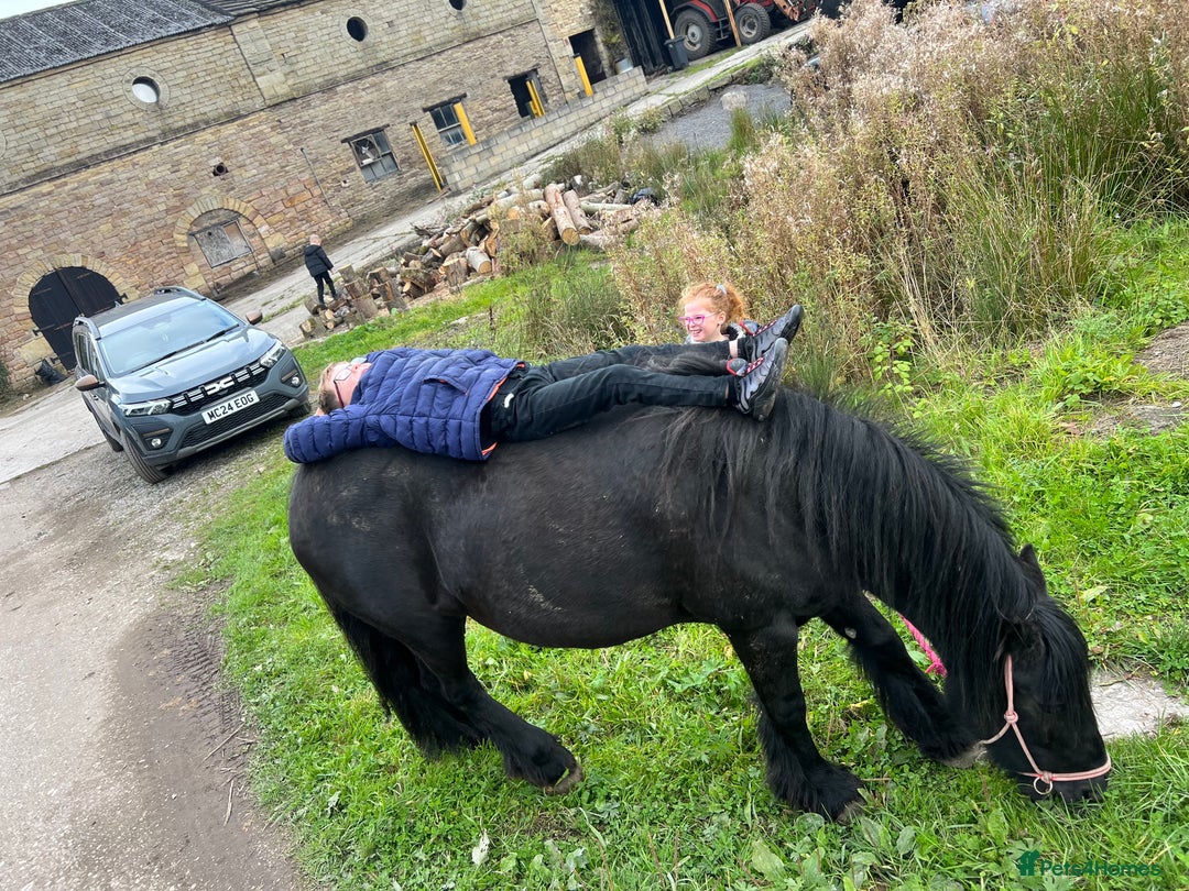Fell horses for sale: Cob x Fell mare 10yrs old  - Advert 8