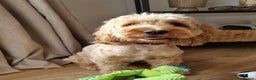 Cockapoo dogs for stud: Lovely proven F1 cockapoo for stud -Health Checked in Lanark - Advert 2