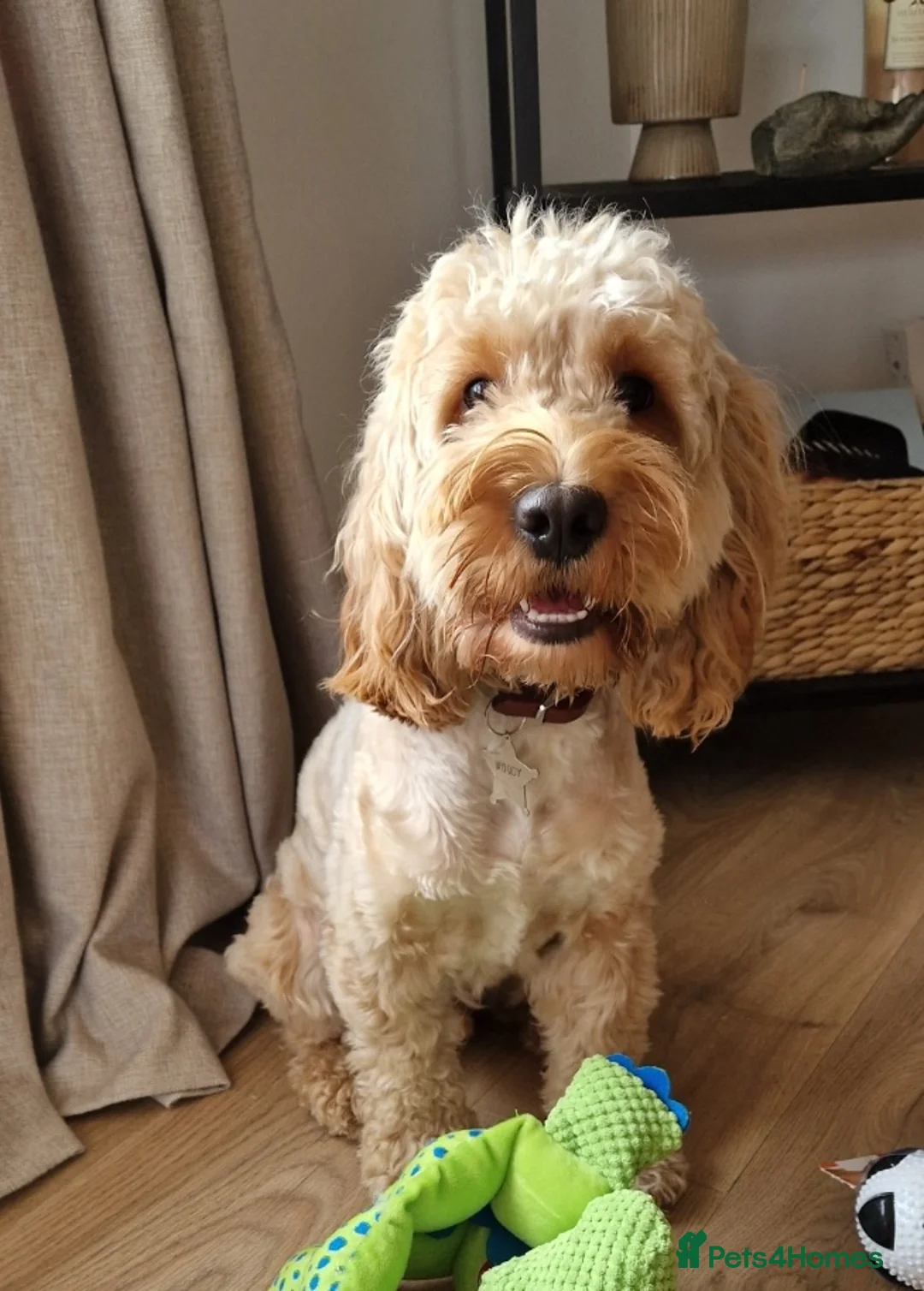 Cockapoo dogs for stud: Lovely proven F1 cockapoo for stud -Health Checked in Lanark - Advert 2