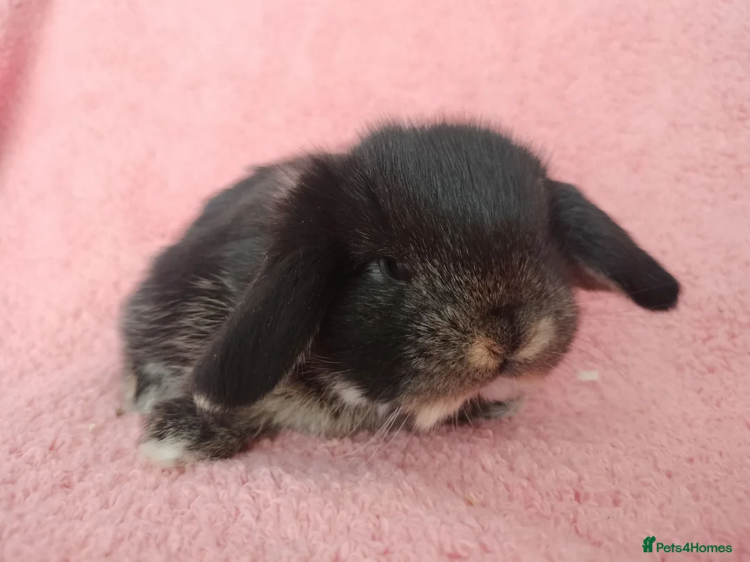 Mini Lop rabbits for sale: Baby mini Lops  for sale  - Advert 11