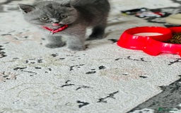 British Shorthair cats for sale: Male kitten 9 weeks - Image 4