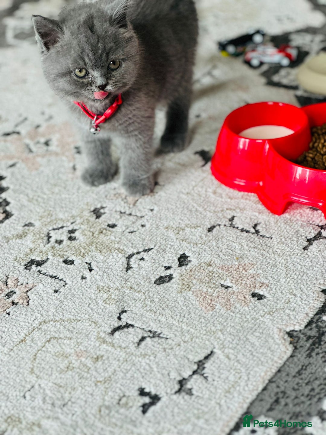 British Shorthair cats for sale: Male kitten 9 weeks - Image 4