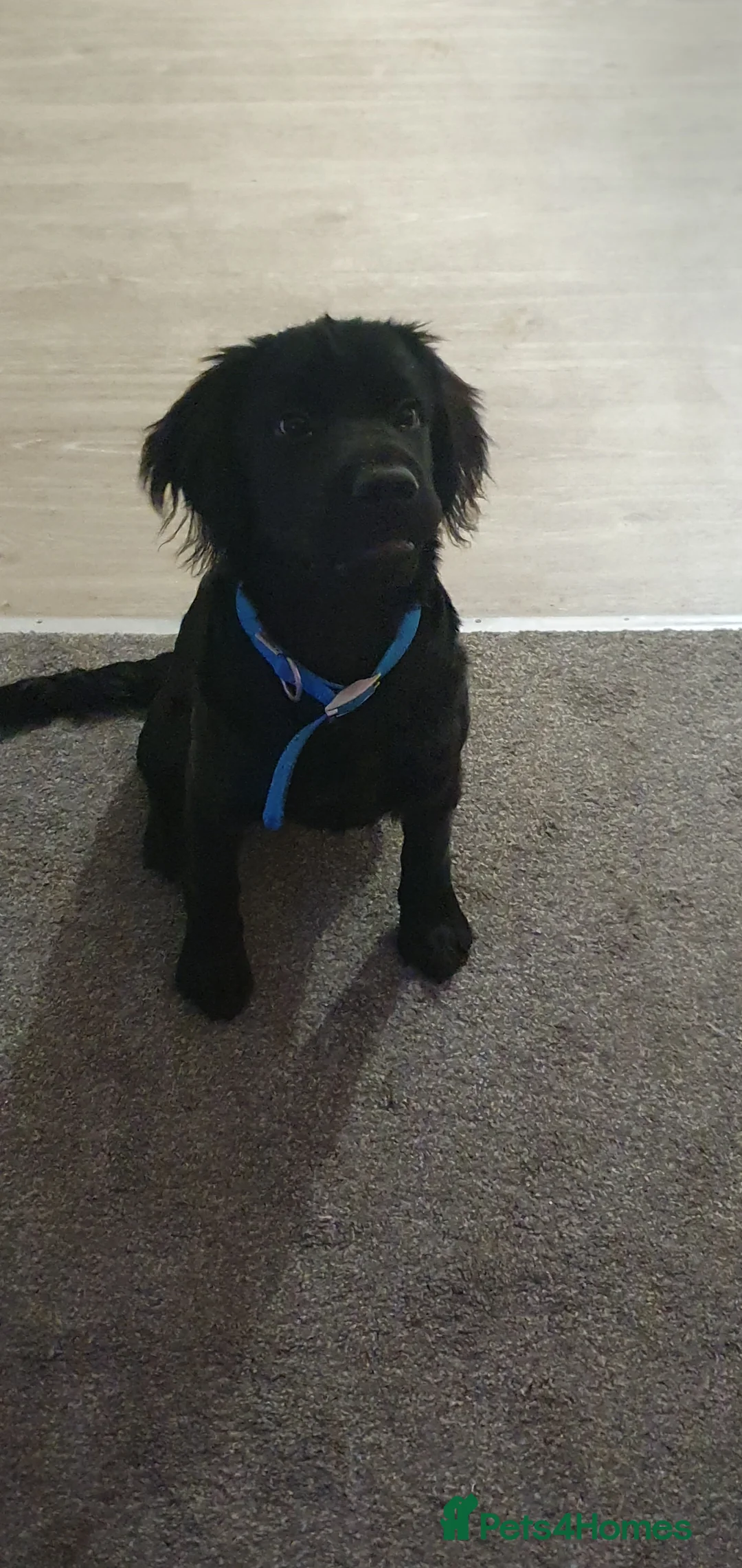 Mixed Breed dogs for sale: Herny 6 months  in Accrington - Advert 1