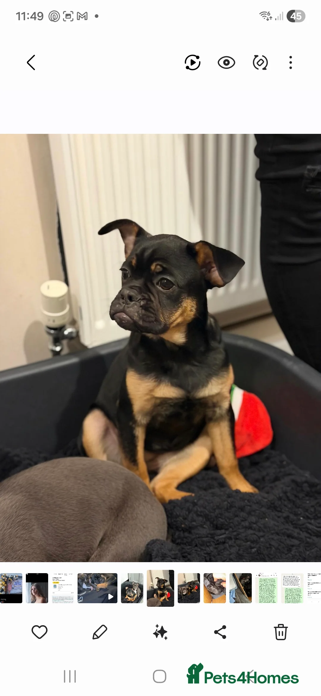 Mixed Breed dogs for sale: Cockarpoo cross frenchie  - Advert 2