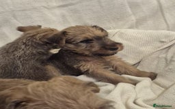 Irish Terrier dogs for sale: Home raised Irish terrier  - Image 18