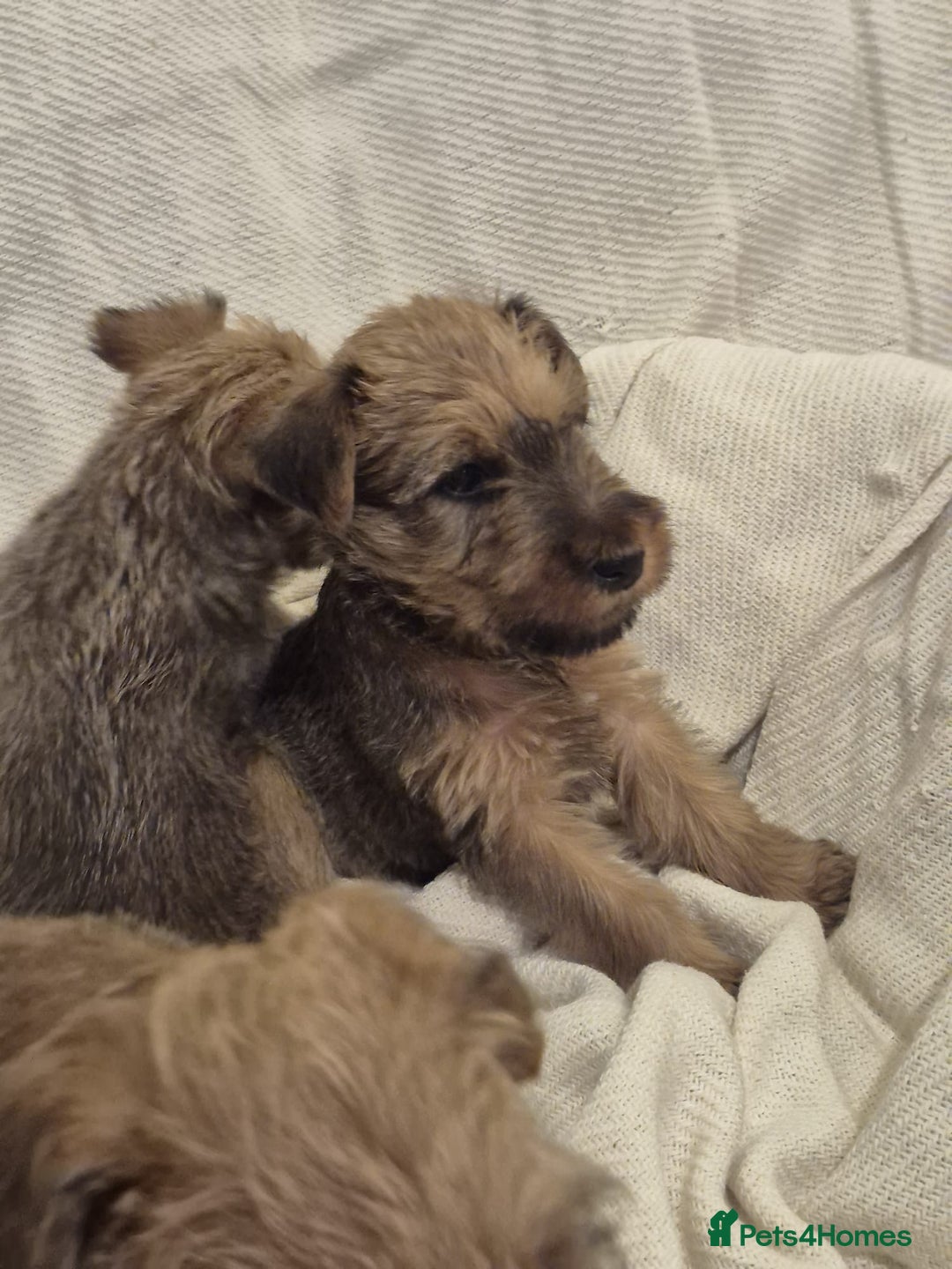 Irish Terrier dogs for sale: Home raised Irish terrier  - Image 18