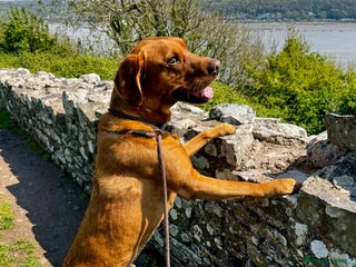 Labrador Retriever dogs in Hereford - Advert 38