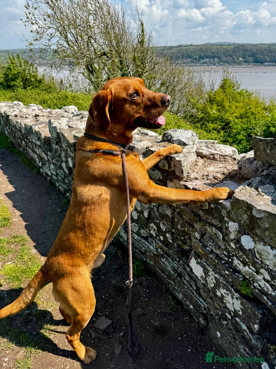 Labrador Retriever dogs for stud:  Proven O/O Hips & Elbows KC Fox Red Labrador  in Hereford - Advert 1