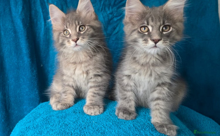 Maine Coon cats - Advert 3