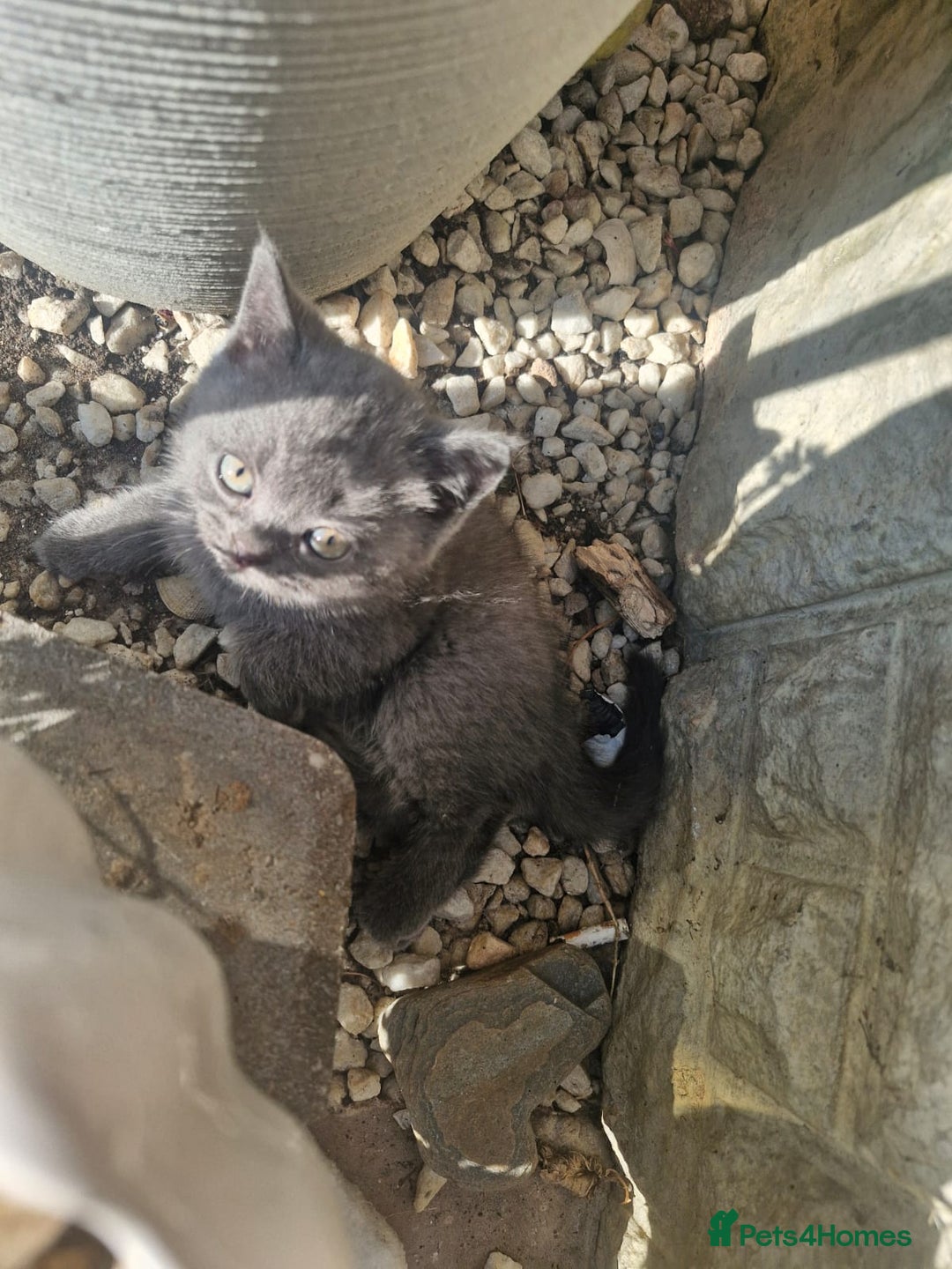 British Shorthair cats for sale: 5 British Shorthair kittens for sale - Image 12