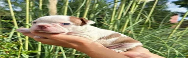 Boston Terrier 1