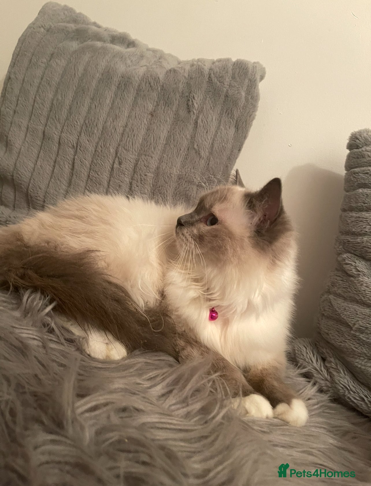 Ragdoll cats Champion breed Ragdolls Tica registered - Advert 3