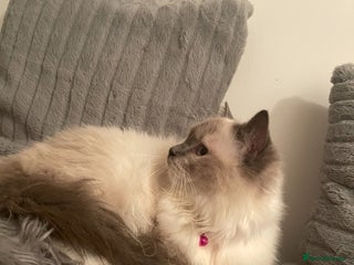 Ragdoll cats Champion breed Ragdolls Tica registered - Advert 3