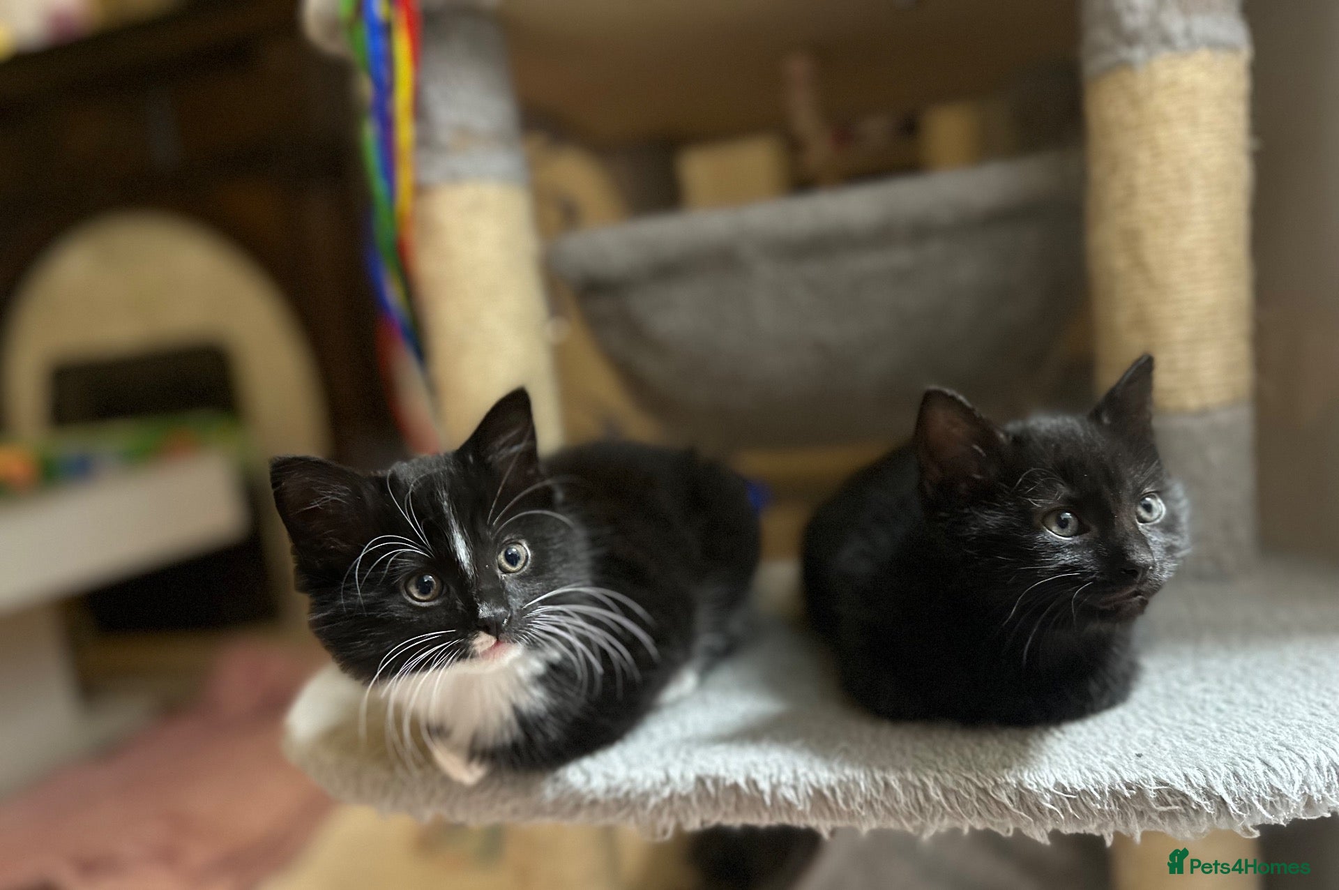 Mixed Breed cats 2 beautiful fluffy kittens 😻 ***ready now!!!*** - Advert 1