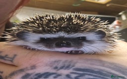 Pygmy Hedgehog rodents for sale: baby pygmy hedgehogs available  - Image 5