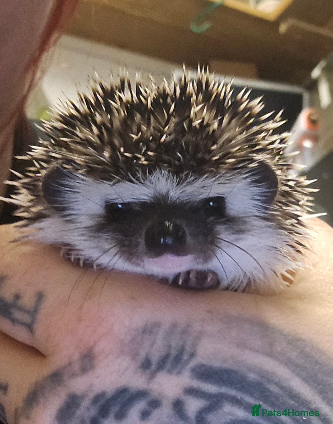 Pygmy Hedgehog rodents for sale: baby pygmy hedgehogs available  - Image 5