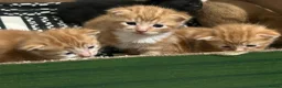 Domestic Shorthair cats for sale: Four beautiful kittens 9 weeks, READY TO GO! - Advert 36