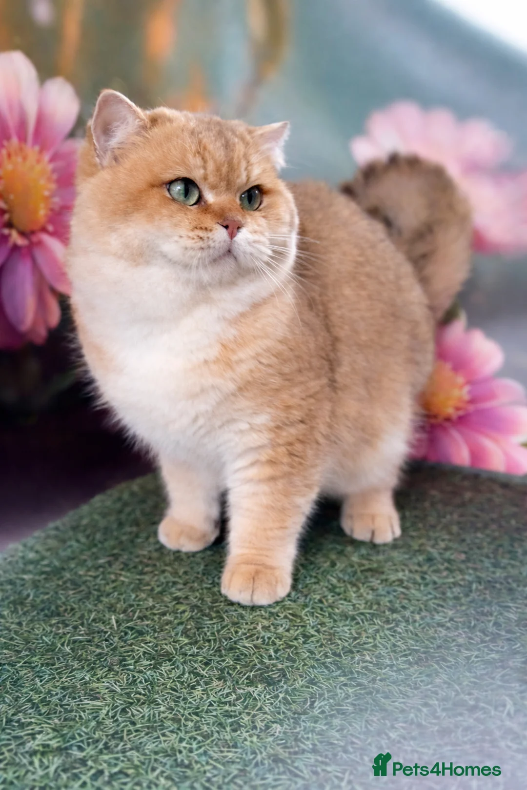 British Shorthair cats for stud: GCCF & TICA GOLDEN NY11 STUD FROM CHAMPIONS 👑  in Wolverhampton - Advert 2