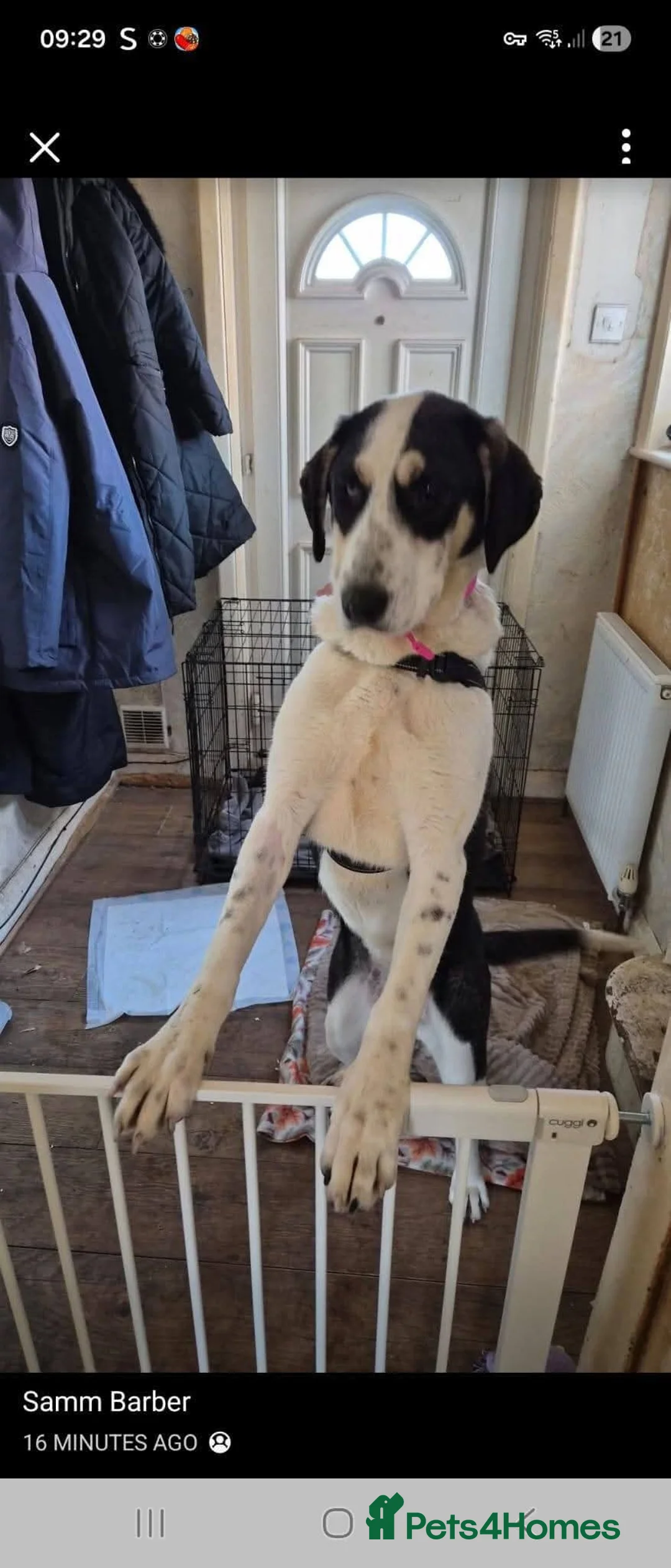 Mixed Breed dogs for adoption: Meet Plusica,  currently residing in Scarborough  in Scarborough - Advert 2