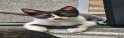 Mixed Breed cats for sale: 3 Female black/white cats - Advert 1