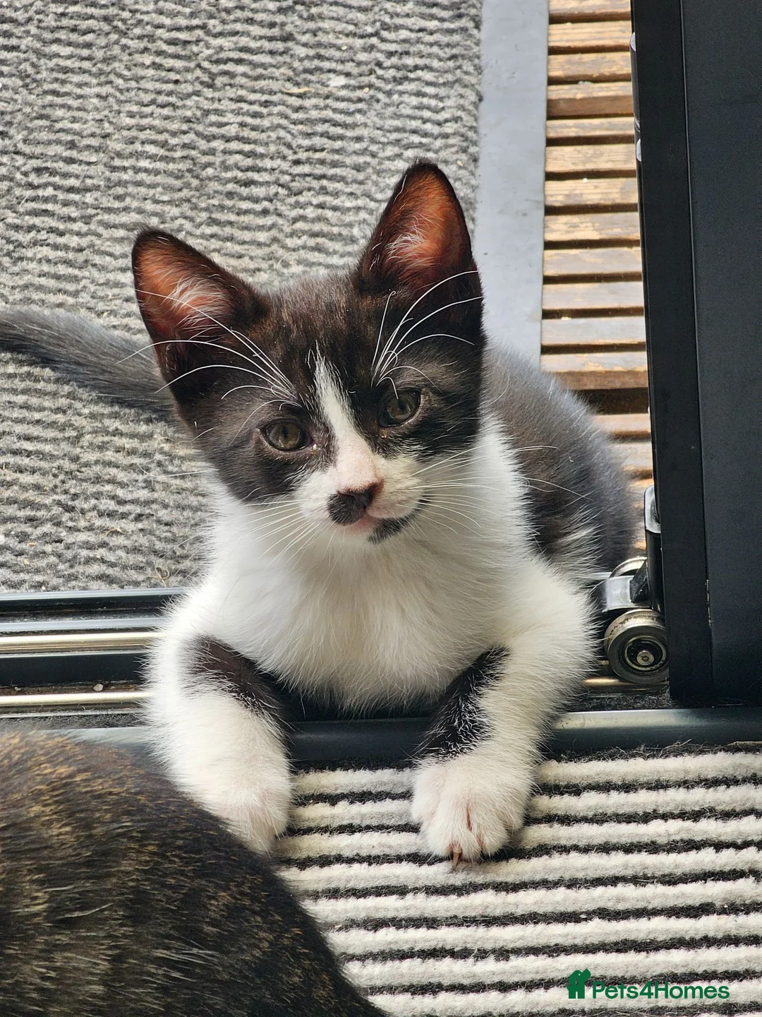 Mixed Breed cats for sale: 3 Female black/white cats - Advert 1