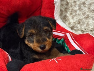 Mixed Breed dogs Airedale puppies - Advert 4