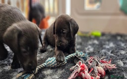Labrador Retriever dogs for sale: THE LAST 4 KC HEALTH TESTED LABS READY TO NOW.  - Image 19