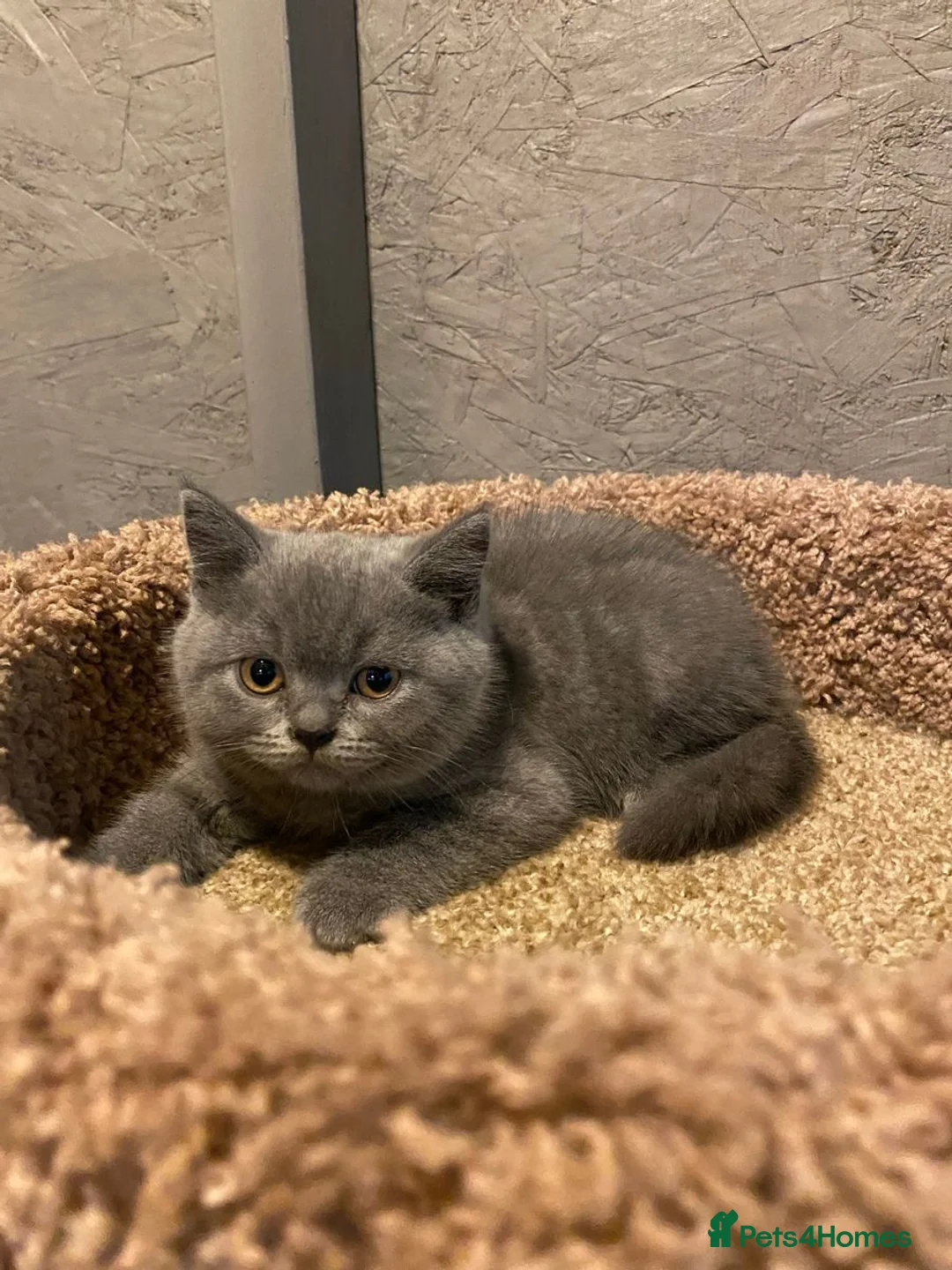 British Shorthair cats for sale: British Shorthair loving kittens - Advert 3