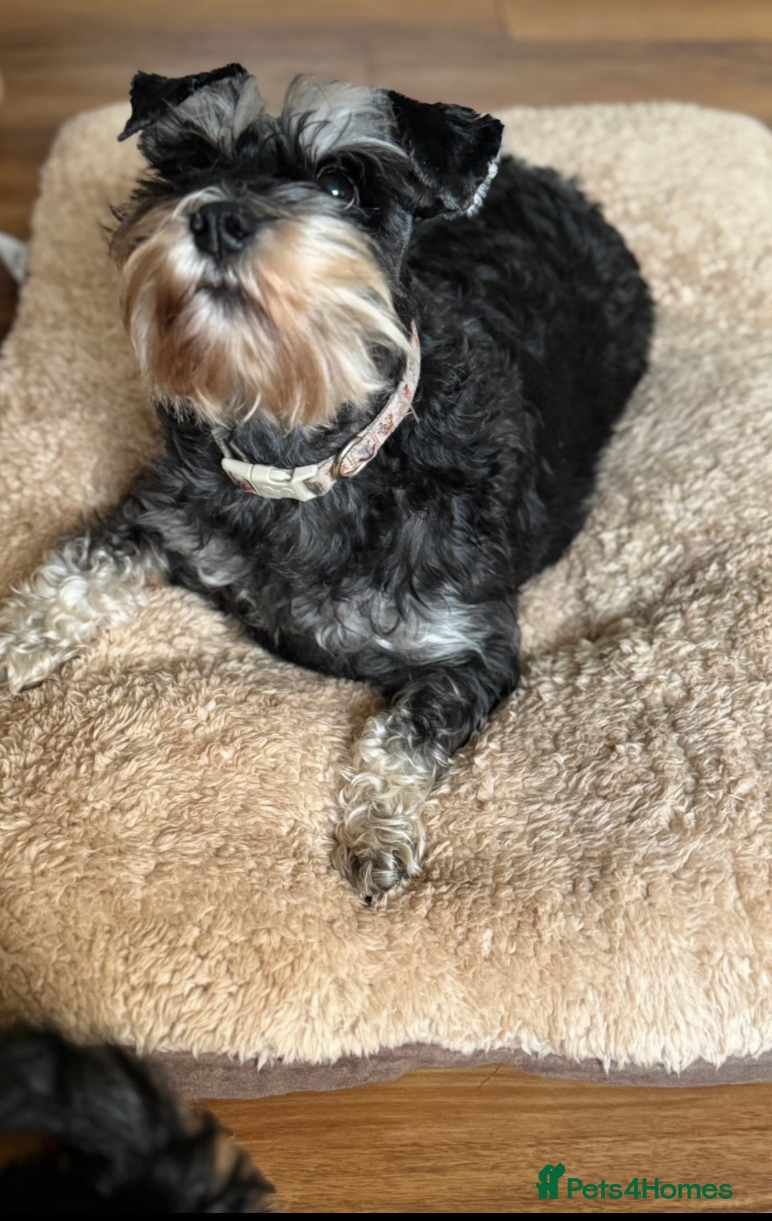 Miniature Schnauzer dogs for sale:  kc/Bva eye tested clear vet checked & certificate - Advert 7