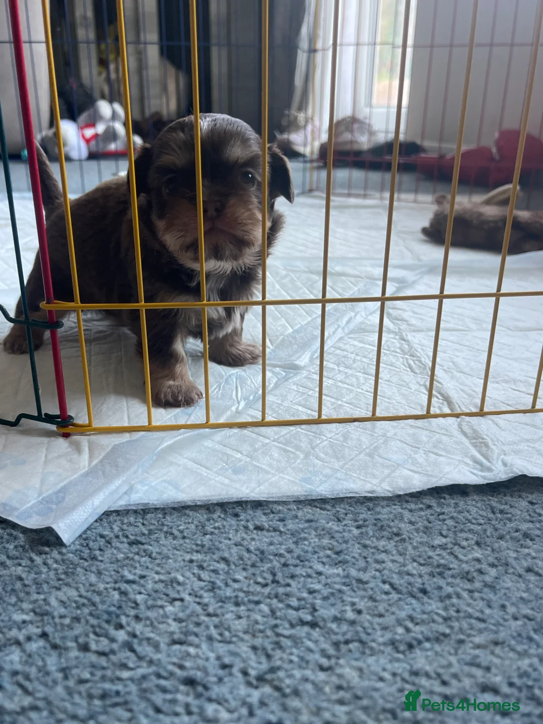 Shih Tzu dogs for sale: Shitzu puppies  in Ramsgate - Advert 8
