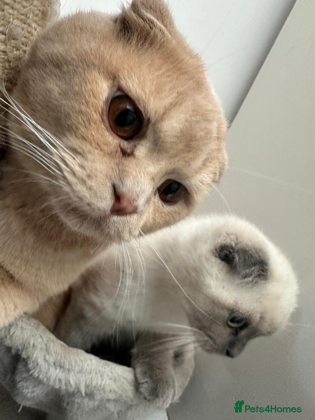 British Shorthair cats for sale: British Short hair/Scottish Fold - Image 5