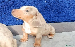 Miniature Dachshund dogs for sale: Fully vac RAINBOW MIX MINI DAXI KC REG PRA CLR - Image 20