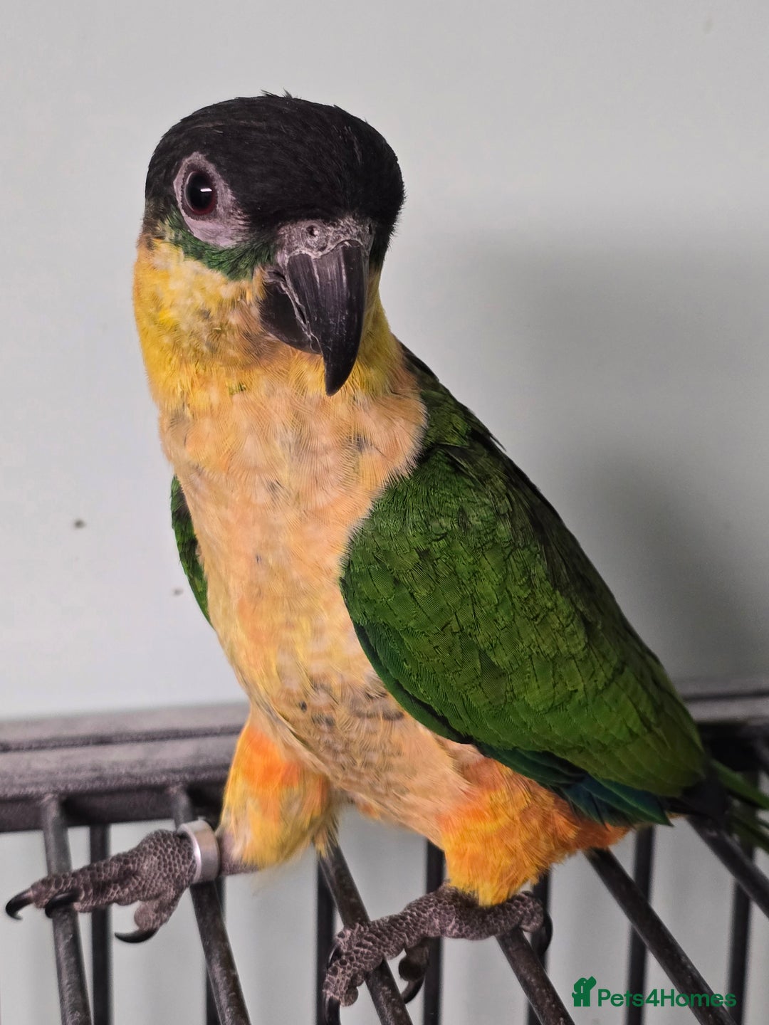 Parrots birds for sale: Cheeky Handreared Amazon's, Galah's & Caique's!!! - Advert 9