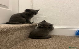 British Shorthair cats for sale: PEDIGREE BSH KITTENS READY TO FOR FOREVER HOMES  - Image 1
