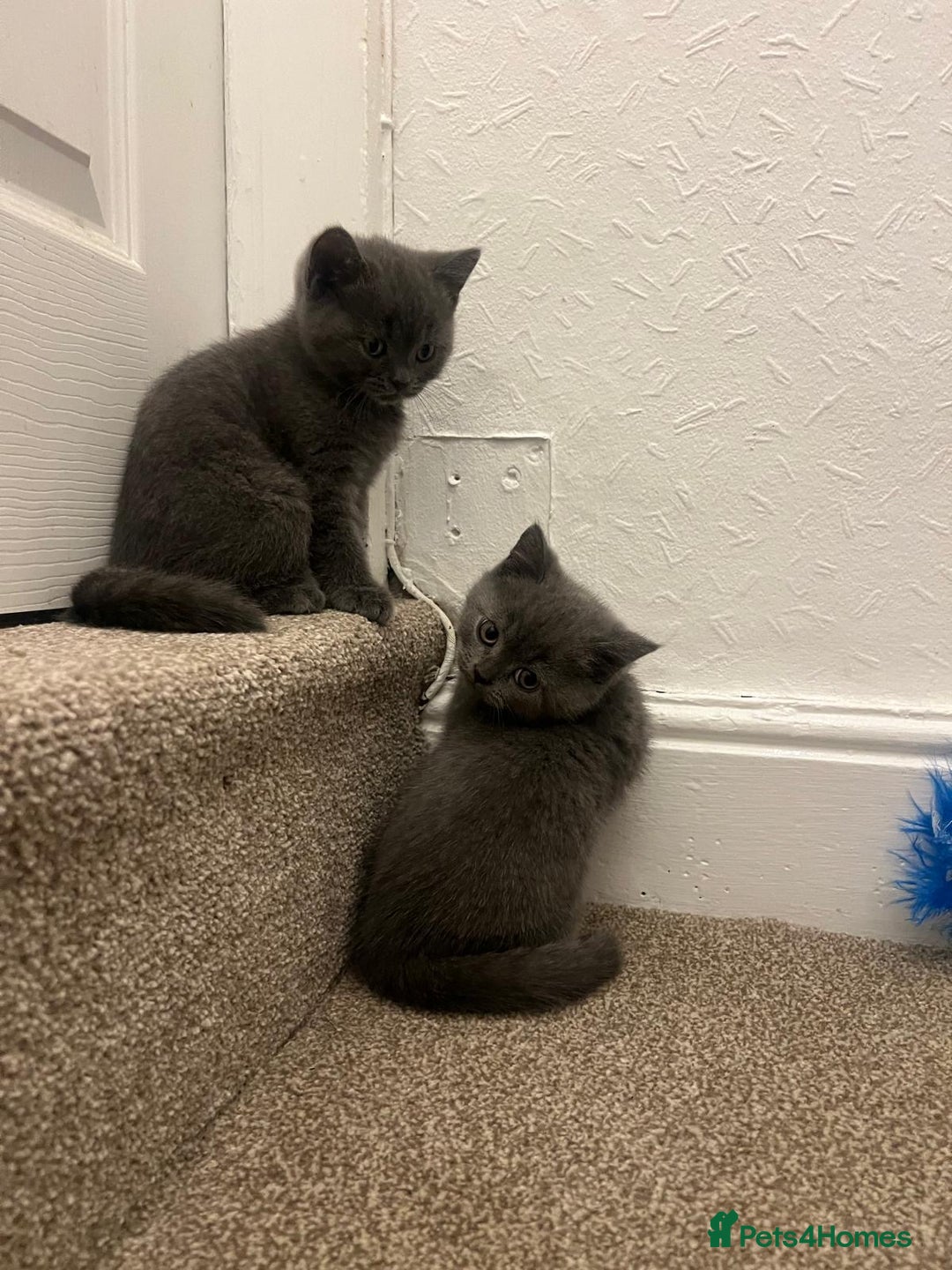 British Shorthair cats for sale: PEDIGREE BSH KITTENS READY TO FOR FOREVER HOMES  - Image 1