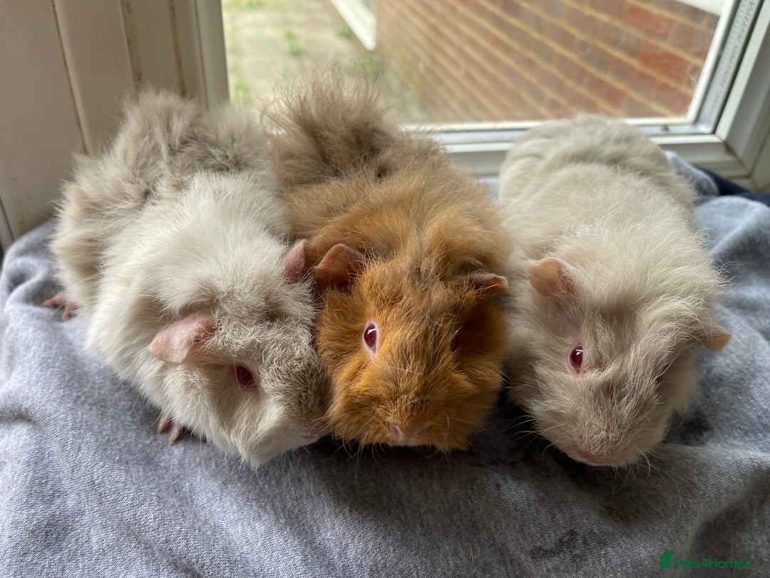 Guinea Pig rodents for sale: Baby Guinea Pigs for sale  - Image 17