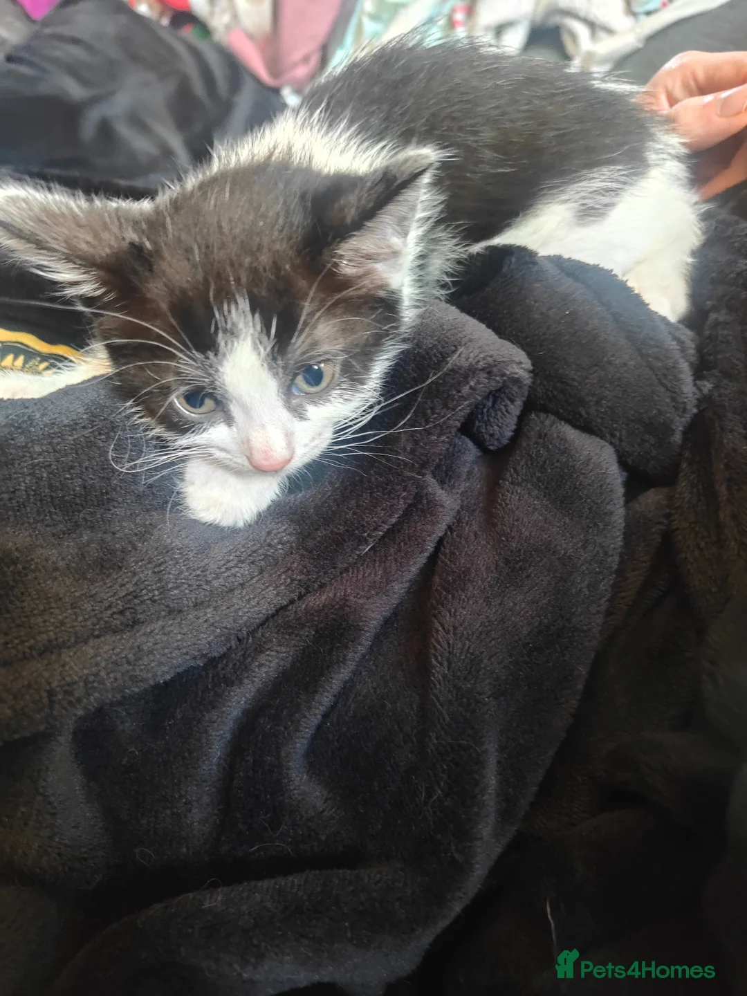 Turkish Van cats for sale: Turkish Van x kittens  in Shotts - Advert 1