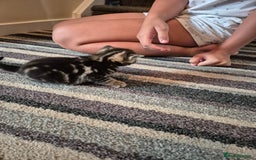 Domestic Shorthair cats for sale: 2 kittens 1 girl and one boy - Image 6